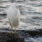 Eastern Reef Egret