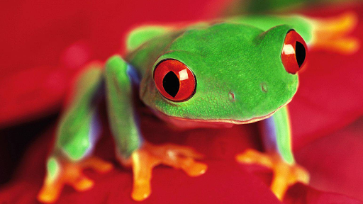 【免費解謎App】Frog Puzzles-APP點子