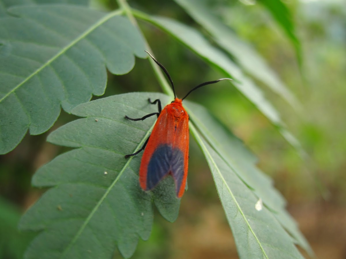 Phauda Moth