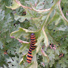 Cinnabar caterpillar