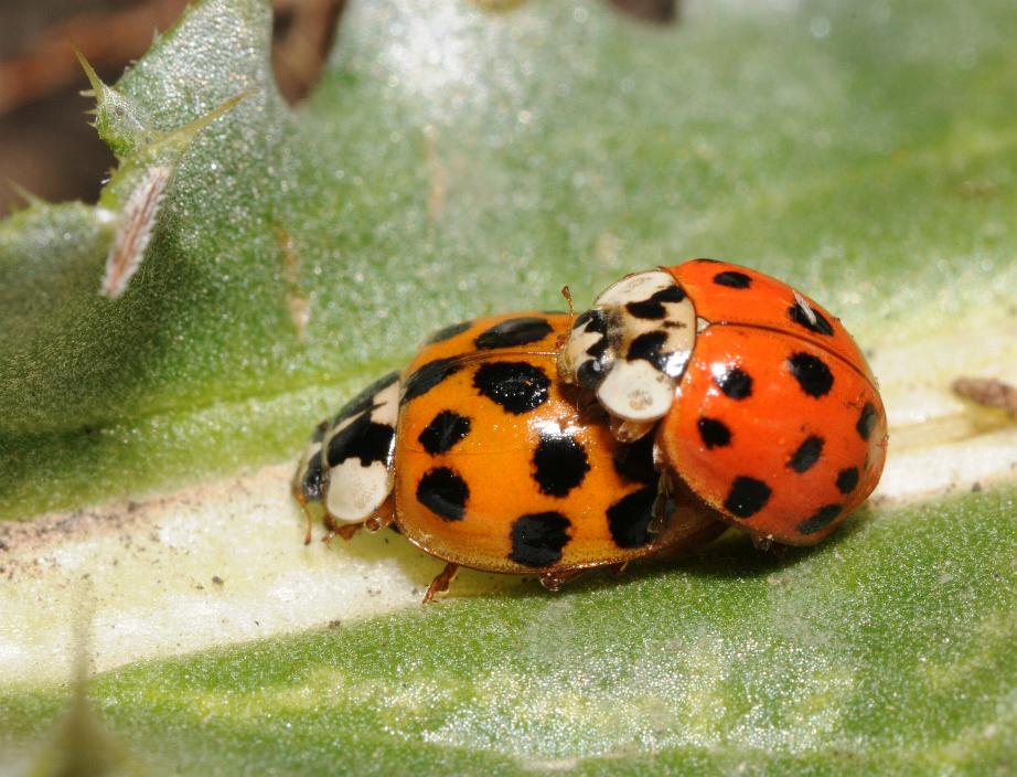 Multi-colored Asian lady beetles (mating)