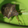shield bug, brown, red eye