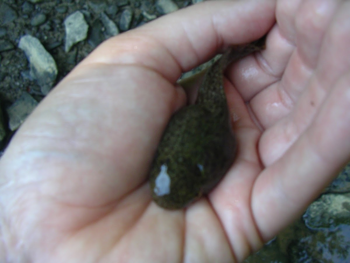 Bullfrog tadpole