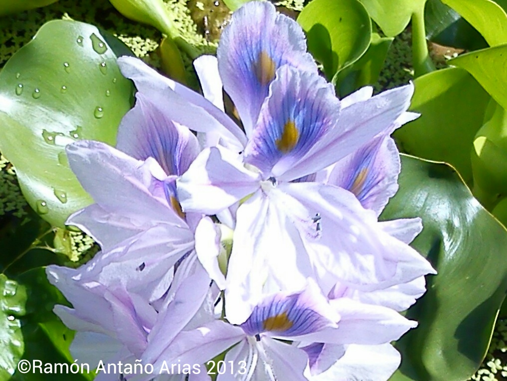 Lirio acuático, Water-hyacinth