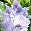 Lirio acuático, Water-hyacinth