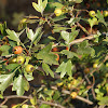 Common Hawthorn
