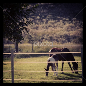 by Alannah Melton - Animals Horses