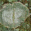 Pertusaria albescens
