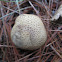Earth Ball fungus