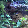 Bumble Bee Dart Frogs and Blue Dart Frog.
