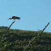 Cocli - Buff necked ibis