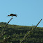 Cocli - Buff necked ibis