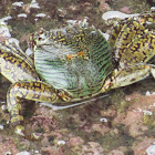 Polynesian Grapsid Crab