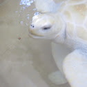 White Sea Turtle