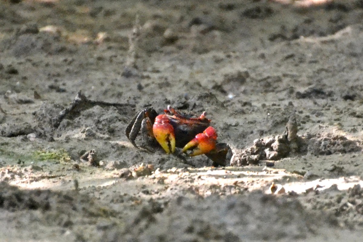 Red clawed mangrove crab