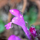 Henbit (Deadnettle)