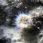 Papillose Cup Coral