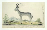 Hippotragus leucophaeus (Bluebuck)