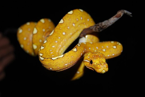Chondro python | Project Noah