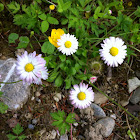 Gänseblümchen or Common Daisy
