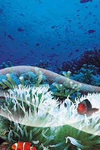 Free Download Seabed  Live Wallpaper APK for PC