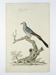 Oena capensis (Maskerduif of Namakwaduif in Afrikaans)