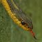 Garter Snake