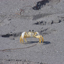 Atlantic Ghost Crab
