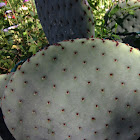 Blind Pear cactus