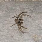 Ground Crab Spider