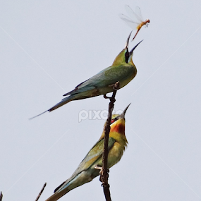 The tasty lunch a pair of Long tailed Green-bee eater at Katihar on 05-04-2013 by Subrata Sarkar - Animals Birds