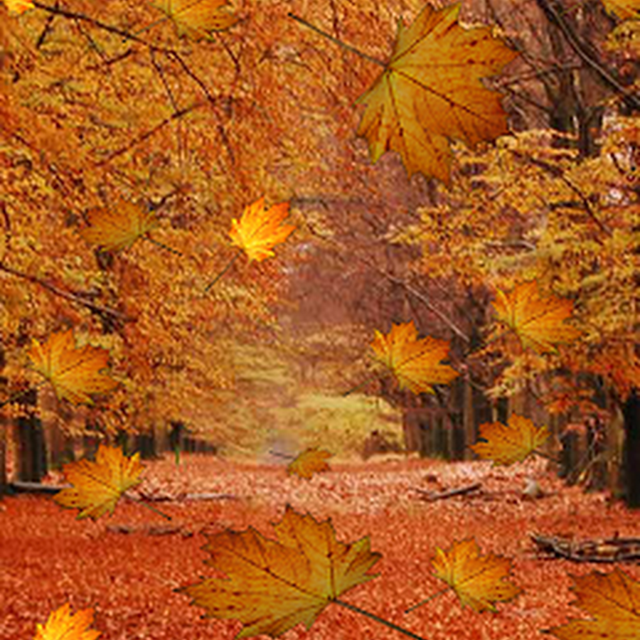 905 Fall HD Wallpapers | Backgrounds - Wallpaper Abyss