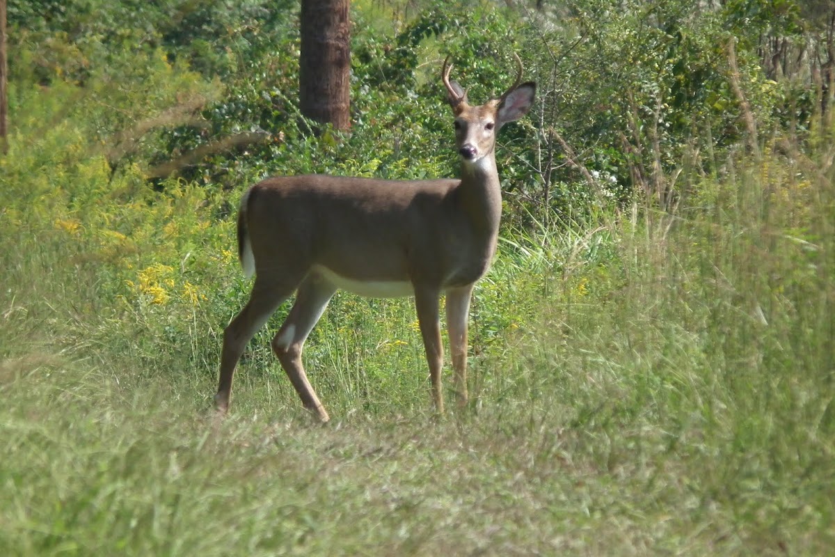 White-tailed deer (buck)