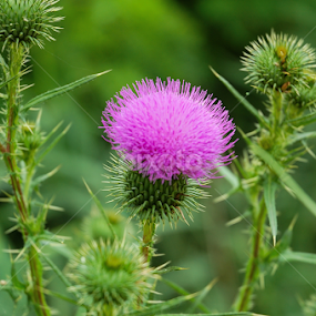 by Teglas Marin - Flowers Flowers in the Wild