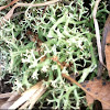 False Reindeer Lichen