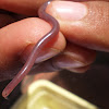 Common Worm Snake