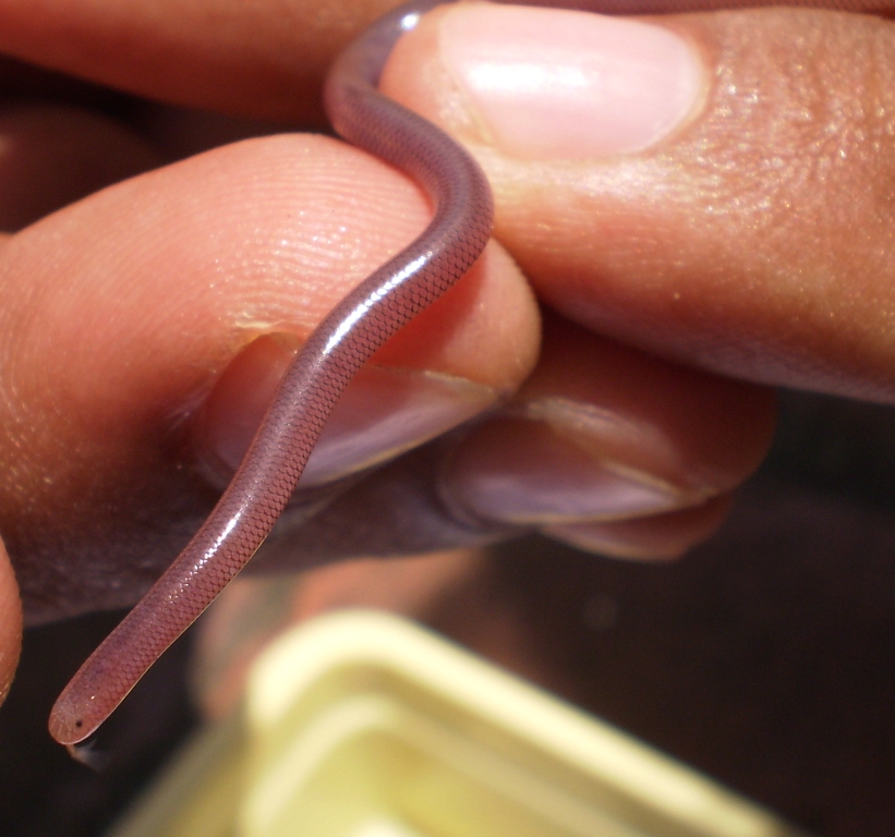 Common Worm Snake