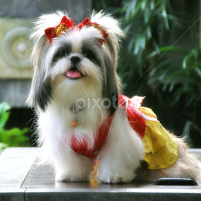 preety meyshi by Johann Nicholas - Animals - Dogs Portraits