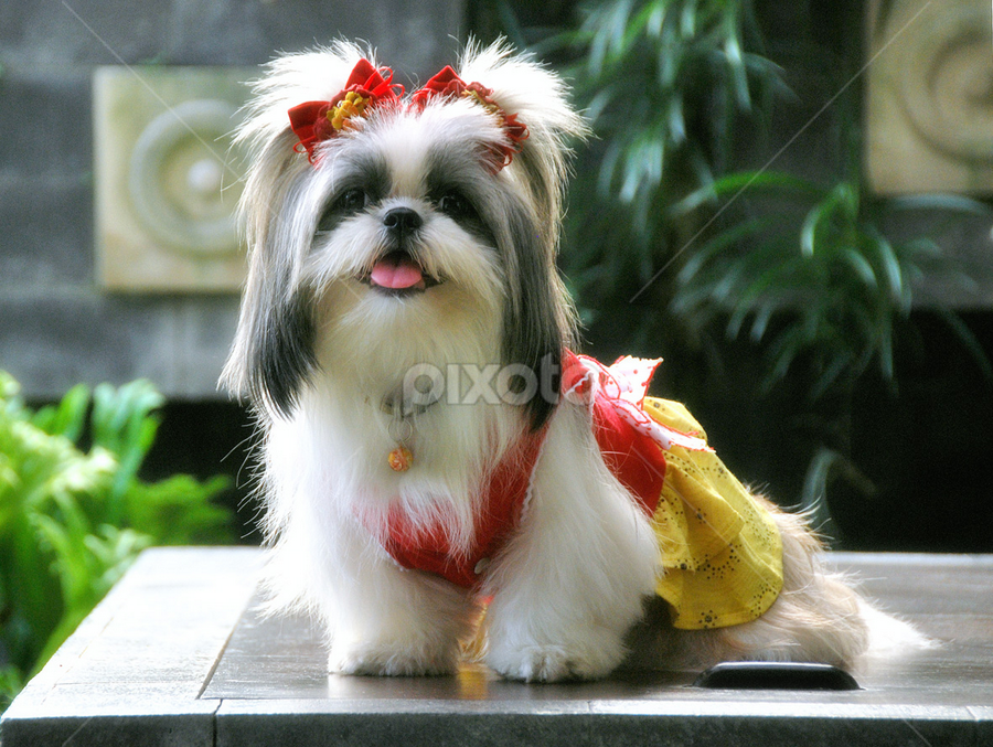 preety meyshi by Johann Nicholas - Animals - Dogs Portraits