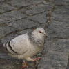 Feral Pigeon(Pombo comum)