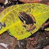 Rainforest Rocket Frog with Tadpoles