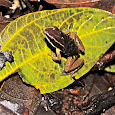 Amphibians of Para, Brazil