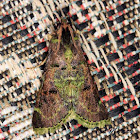 green moth 2
