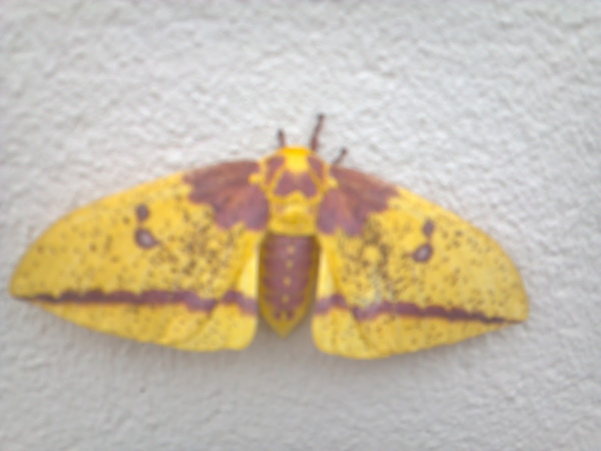 large moth