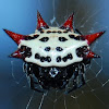 Crab-like Spiny Orb Weaver