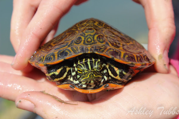 Rio Grande Cooter | Project Noah