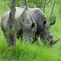 Southern White Rhino