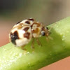 Fungus Eating Lady Beetle
