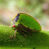Treehopper nymph