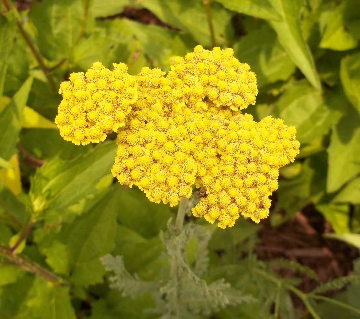 Yellow yarrow Project Noah